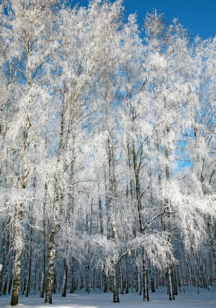 Bosque de invierno de abedul en clima soleado —  Fotos de Stock