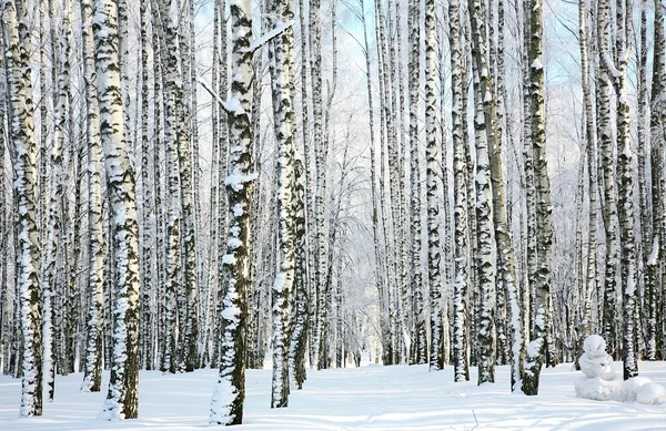 Winter forest in zonlicht — Stockfoto