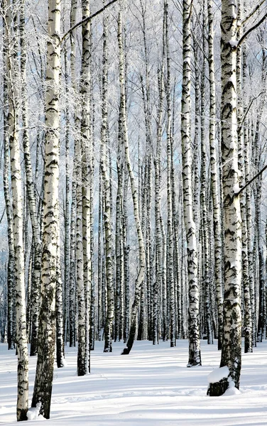 Winter berken — Stockfoto