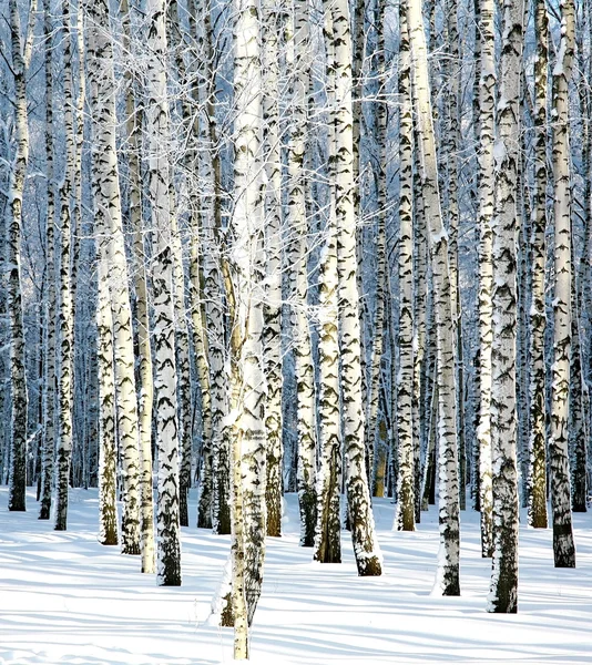 下雪的冬天白桦林在阳光下 — 图库照片