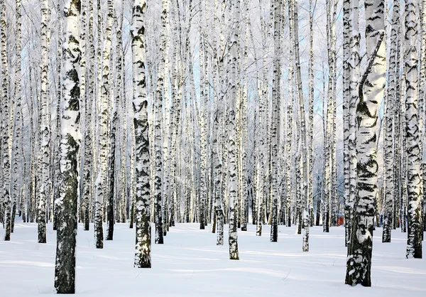 1 月の冬の日当たりの良い白樺の森 — ストック写真