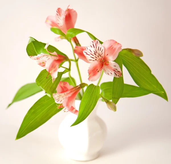 Beautiful alstroemeria lily flowers in vase on white background — Stock Photo, Image