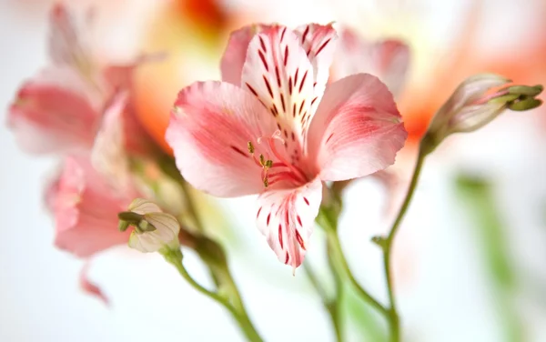 Nur öffnen Alstroemeria Lilie Blüten Makro auf weißem Hintergrund — Stockfoto