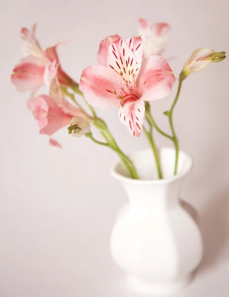 Alstroemeria lily blommor i vas på vit bakgrund — Stockfoto