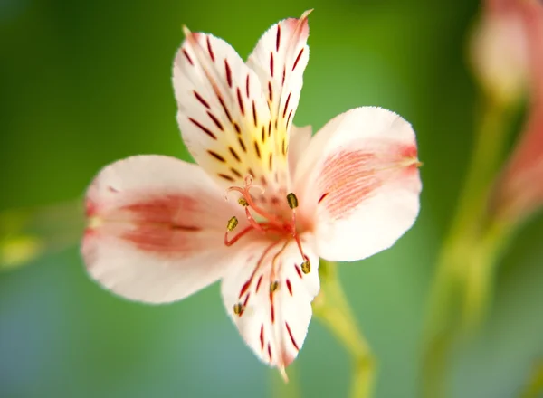 Alstroemeria lírio flor macro no fundo verde — Fotografia de Stock