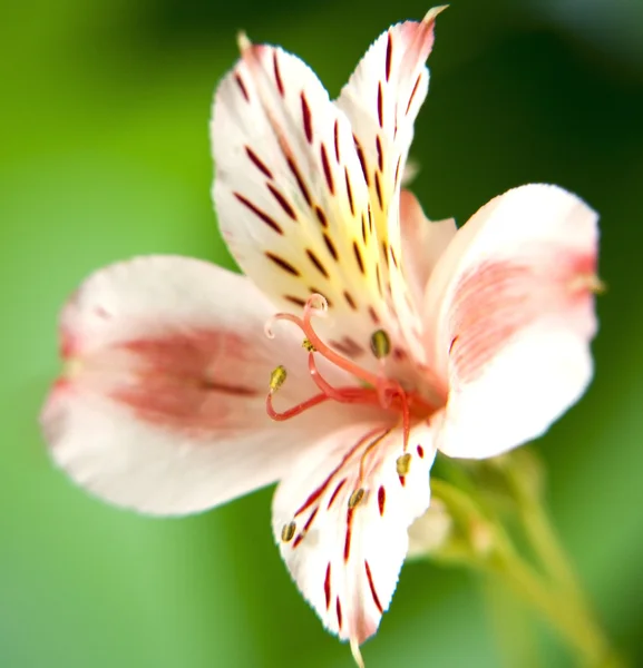 Macro flor de lírio alstroemeria — Fotografia de Stock