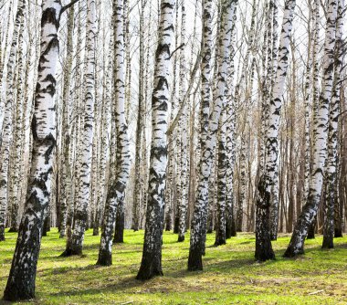 İlk Bahar Yeşiller Nisan güneşli huş Grove