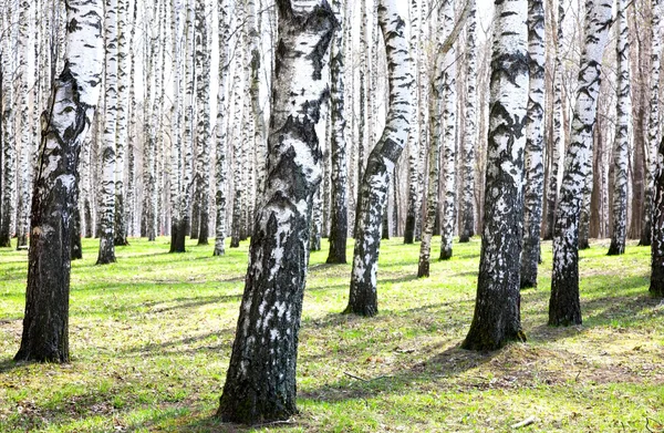 Lente berken in zonlicht — Stockfoto