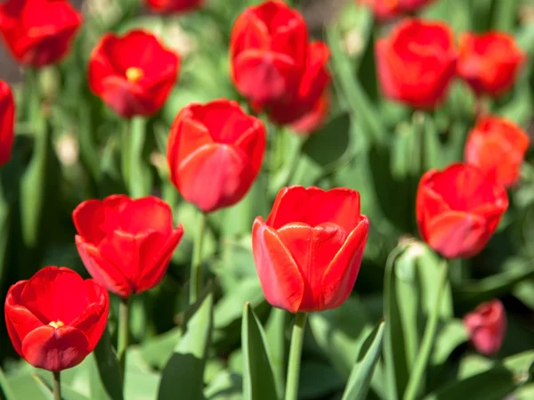 Röd våren tulpaner i kan — Stockfoto