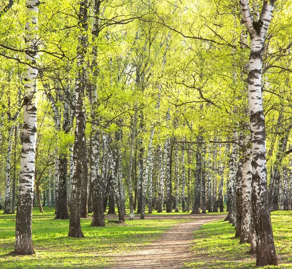 Večer slunečné jarní bříza park s prvním zelení — Stock fotografie