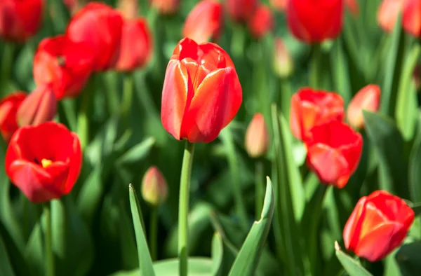 First red spring tulips — Stock Photo, Image