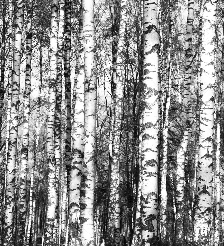 Birch trees black and white