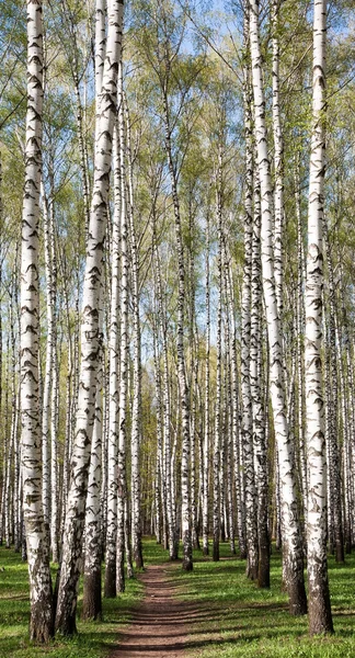 İlk Bahar gree ile güneşli akşam huş ağacı orman yolu — Stok fotoğraf