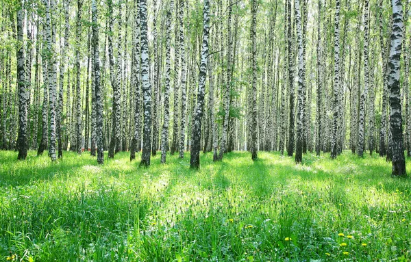 5 月の終わりで日当たりの良い緑の草およびシラカバの森 — ストック写真