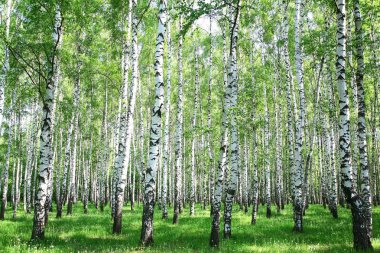 Spring birch forest clipart
