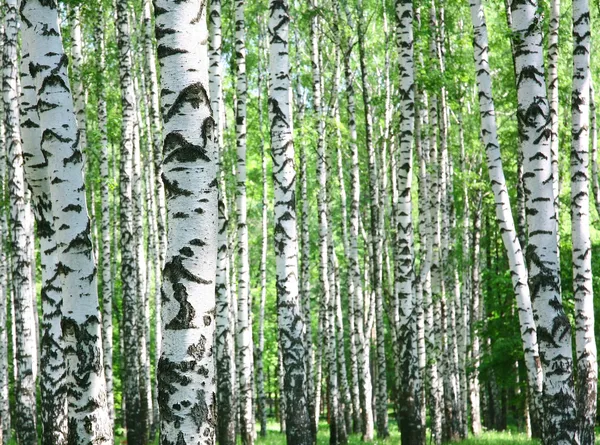 Troncos de bétulas na primavera — Fotografia de Stock