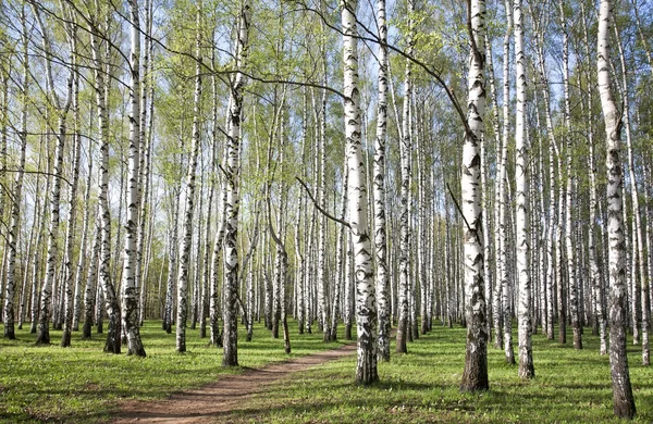 Caminho no bosque de bétula com primeiros verdes de primavera — Fotografia de Stock