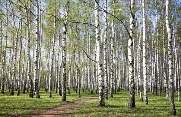 Camino en el abedul con la primera primavera verdes — Foto de Stock