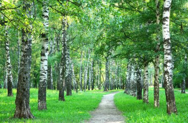 güneşli huş Şehir Parkı akşamları