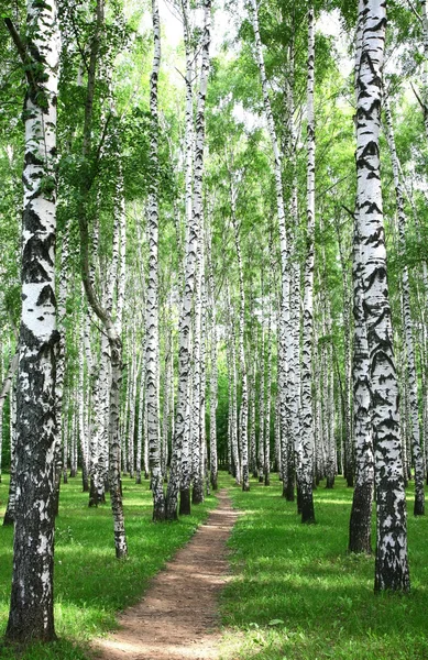 Caminho no bosque de vidoeiro de verão — Fotografia de Stock