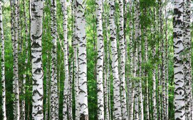 Trunks of birch trees in summer clipart