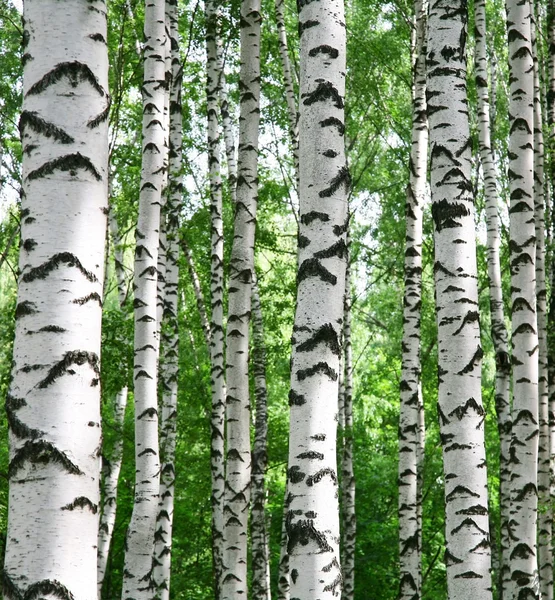 Troncos de bétula branca na floresta ensolarada de verão Imagens De Bancos De Imagens Sem Royalties