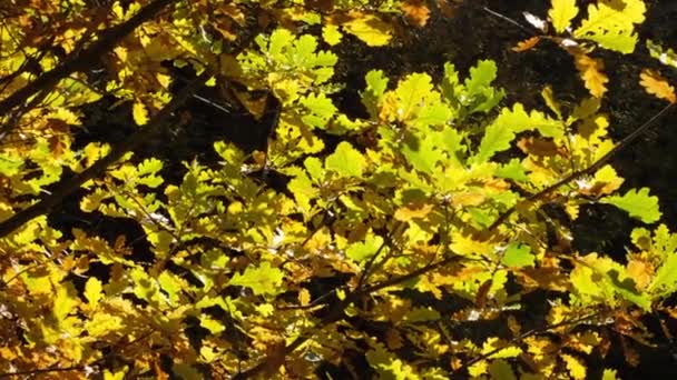 Herfst Eiken Gele Bladeren Zonnestralen — Stockvideo