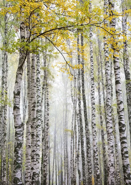 Trunks Betulle Autunno Con Foglie Oro Nebbia Del Mattino Come — Foto Stock