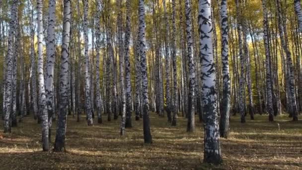 在阳光灿烂的晨曦中 秋天的桦树林 — 图库视频影像