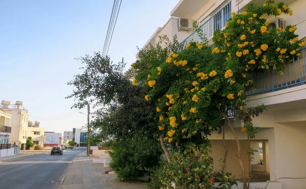 Árbol Raro Tecoma Stans Floreciendo Con Flores Amarillas Una Las — Foto de Stock