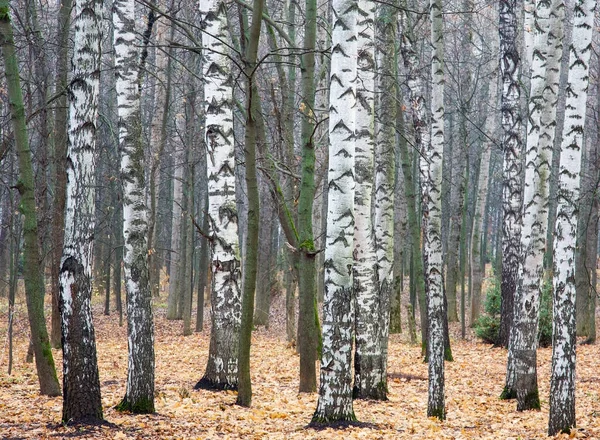十月的秋天白桦树的雪白树干 — 图库照片