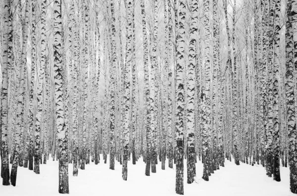 冬の雪に覆われた白樺の木の幹黒と白の色 — ストック写真