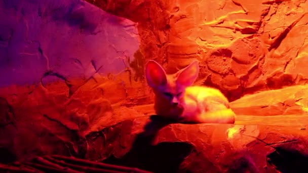 Divertido Zorro Fennec Oscuridad Habitación Animales Nocturnos Zoo — Vídeos de Stock