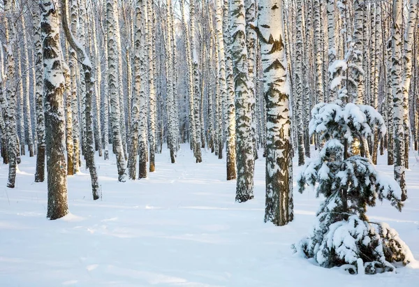 Χιονισμένο Χριστουγεννιάτικο Δέντρο Αφράτο Χιόνι Στο Φόντο Των Κορμών Σημύδας — Φωτογραφία Αρχείου