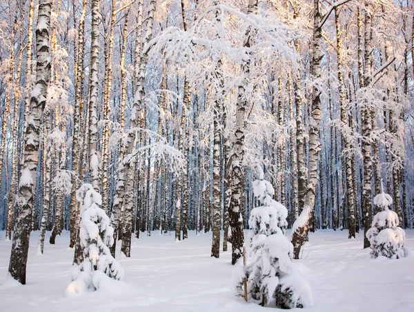 晴れた日には白樺の木がふわふわの雪で覆われた冬の森 — ストック写真