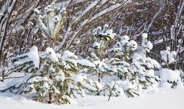 Abeti Innevati Una Giornata Invernale Soleggiata — Foto Stock