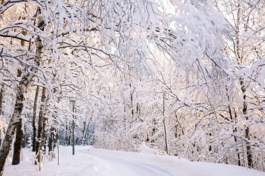 Walking path with sloped snow-covered trees in the rays of the winter sun