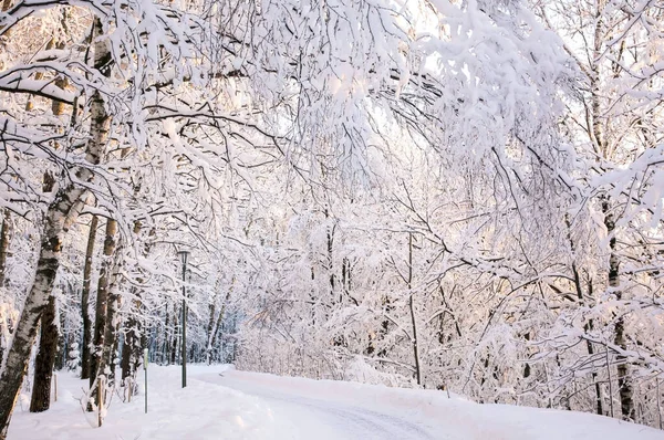 Walking Path Sloped Snow Covered Trees Rays Winter Sun — 图库照片