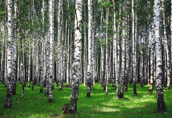 夏日阳光下的桦树林 — 图库照片
