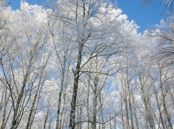 Bouleaux Blancs Enneigés Moelleux Hiver Contre Bleu Ensoleillé — Photo