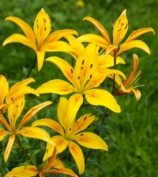 Lírios Amarelos Brilhantes Contra Fundo Grama Esmeralda Jardim Verão — Fotografia de Stock