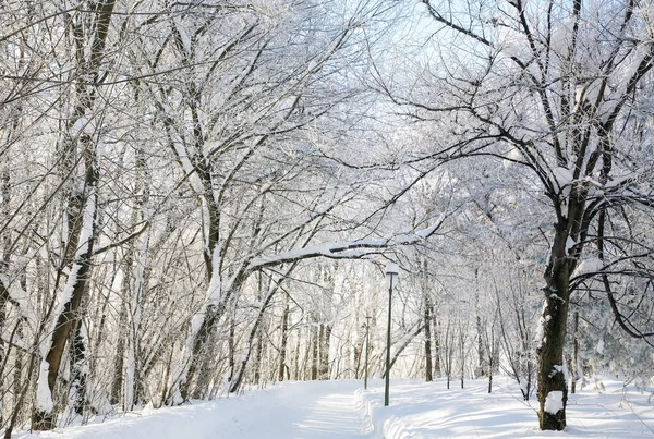Fußweg Städtischen Winterpark Sonnenlicht — Stockfoto