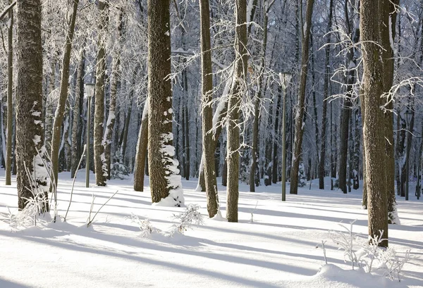 Alberi Invernali Nel Gelo Bianco Una Giornata Sole — Foto Stock