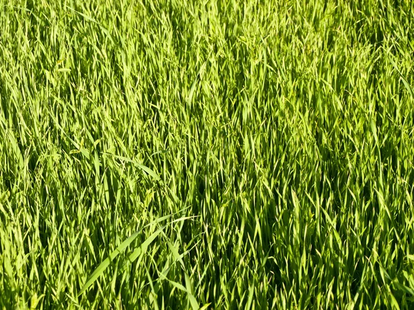 Green grass — Stock Photo, Image