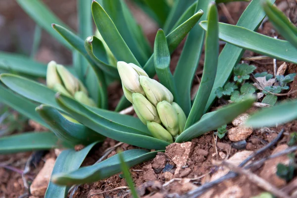 Hyacinth — Stock Photo, Image