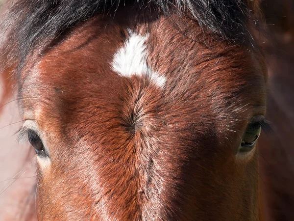 Hästhuvud — Stockfoto