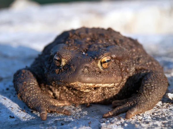 Brown toad — Stock Photo, Image