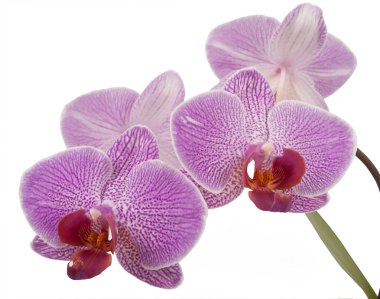 Phalaenopsis orkide