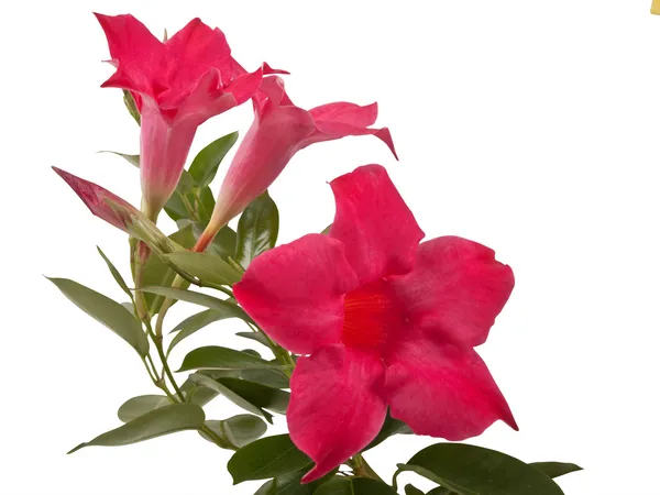 Fiori di Mandevilla — Foto Stock