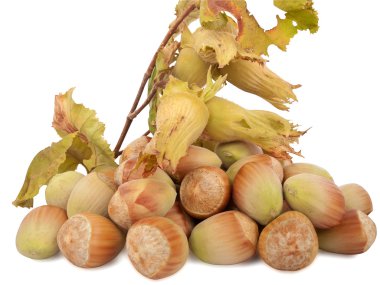 fındık